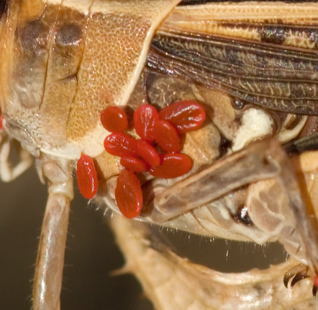 Grillo con ospiti: Calliptamus sp.